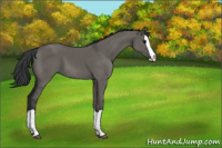 Horse Color:Grullo Splash 