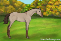 Horse Color:Liver Red Dun 