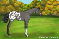 Horse Color:Grullo Roan Appaloosa 