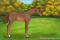 Horse Color:Chestnut Tobiano 