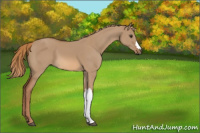 Horse Color:Red Dun 