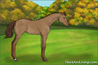 Horse Color:Gray Red Dun 