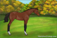 Horse Color:Gray Bay Tobiano 