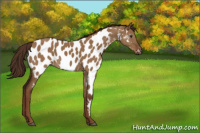 Horse Color:Gray Red Dun Appaloosa 