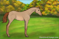 Horse Color:Red Dun 