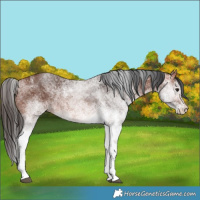 Horse Color:White Spotted Bay 