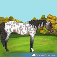 Horse Color:Brown Roan Appaloosa