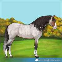 Horse Color:Bay Roan Splash Rabicano 