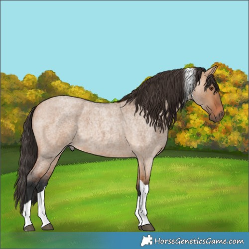 Horse Color:Bay Roan Dun Tobiano 