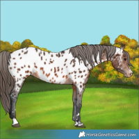 Horse Color:Brown Near Leopard Rabicano 