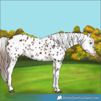 Horse Color:Brown Appaloosa 