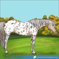 Horse Color:Brown Appaloosa 