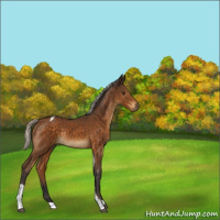 Horse Color:Silver Buckskin Tobiano Rabicano 