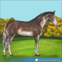 Horse Color:White Spotted Silver Brown Rabicano 