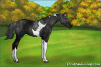 Horse Color:Midnight Black Tobiano Rabicano