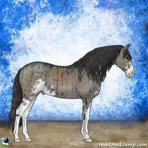 Horse Color:Grullo Mushroom Sabino Brindle 