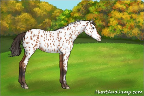 Horse Color:Bay Appaloosa 