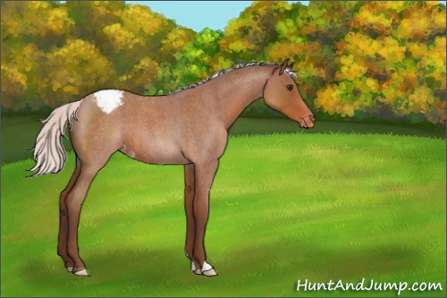 Horse Color:Silver Bay Roan Appaloosa 