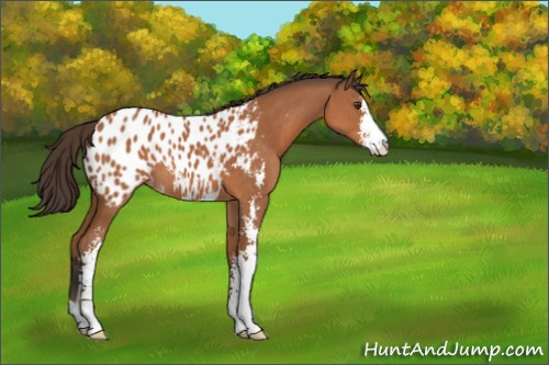 Horse Color:Bay Sabino Appaloosa 