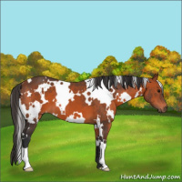 Horse Color:White Spotted Bay 