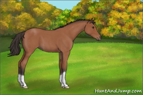 Horse Color:Bay Roan 