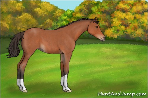 Horse Color:Bay Roan 