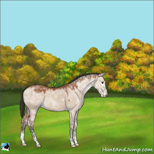 Horse Color:Brown Ice Dun Mushroom Sabino Rabicano 