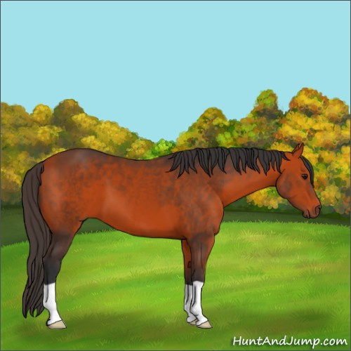 Horse Color:Bay 