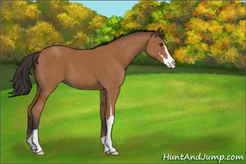 Horse Color:Bay Sabino 