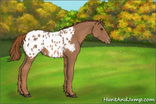 Horse Color:Chestnut Sabino Appaloosa 