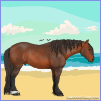 Horse Color:Bay Rabicano 