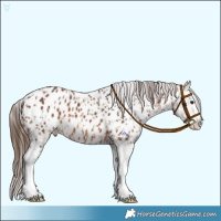Horse Color:Bay Splash Appaloosa and Bay Splash Appaloosa