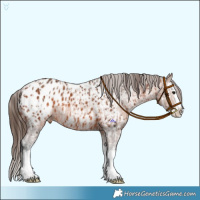 Horse Color:Bay Splash Appaloosa  and Bay Splash Appaloosa