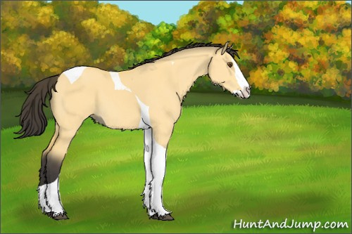 Horse Color:Buckskin Dun Splash Tobiano 
