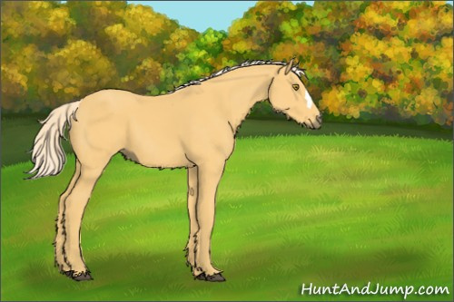 Horse Color:Palomino 