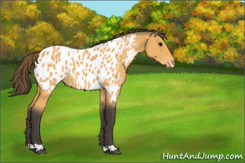 Horse Color:Buckskin Appaloosa 