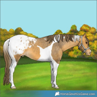 Horse Color:Buckskin Tobiano Blanket 