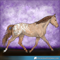 Horse Color:Red Dun Blanket  and Red Dun Blanket Rabicano 