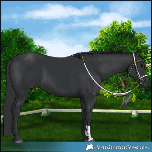 Horse Color:Black and Black