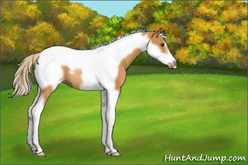 Horse Color:Palomino Tobiano Frame Rabicano