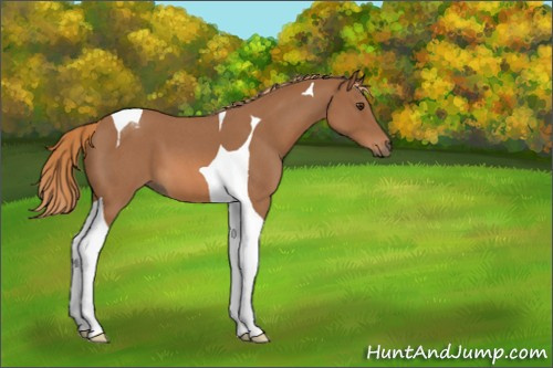 Horse Color:Red Roan Tobiano 