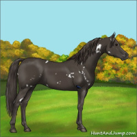 Horse Color:White Spotted Smoky Black 