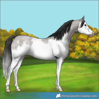 Horse Color:Grullo Roan Splash Frame Rabicano
