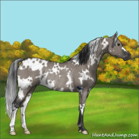 Horse Color:White Spotted Grullo Rabicano 