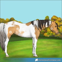 Horse Color:Buckskin Tobiano Rabicano 