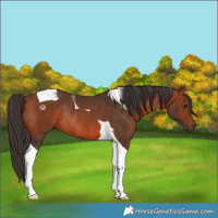 Horse Color:Bay Tobiano Rabicano 