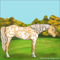 Horse Color:Palomino Appaloosa