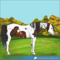 Horse Color:Brown Splash Tobiano 