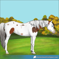 Horse Color:Bay Sabino Splash Tobiano 