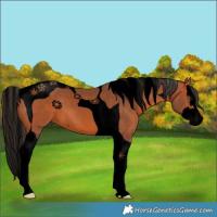 Horse Color:Void Bay Splash Tobiano 
